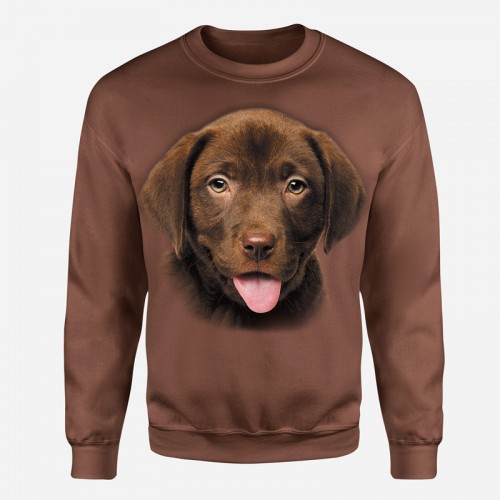 Labrador čokoládové štěně - Tulzo